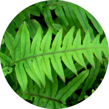 SunISDIN Capsule - immagine 3