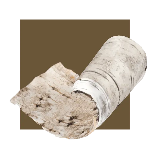 Betulla Superiore Zuccari - immagine 2