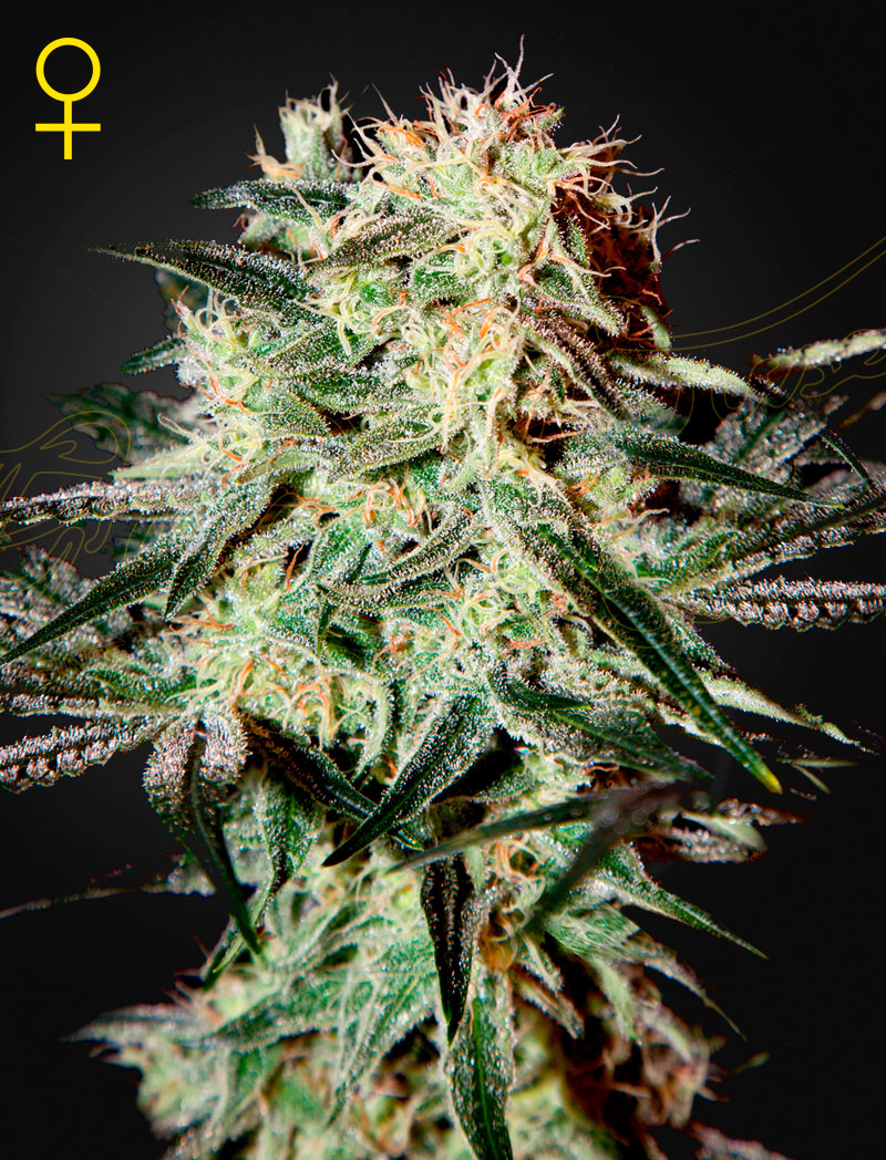 Arjan’s Strawberry Haze – Semi Stagionali