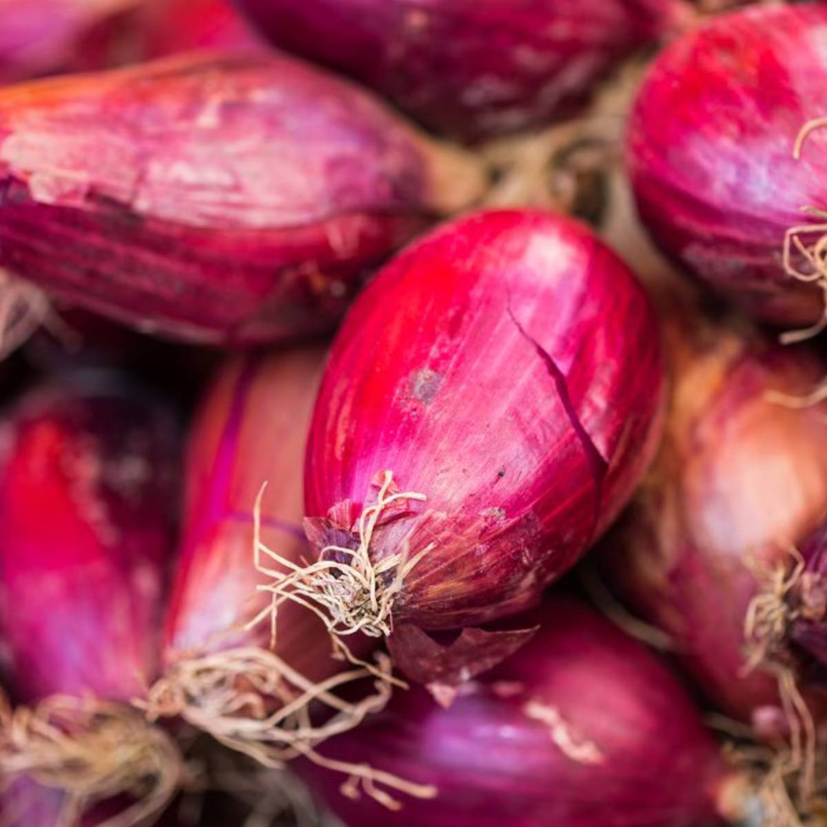 Cipollotto tipo Tropea