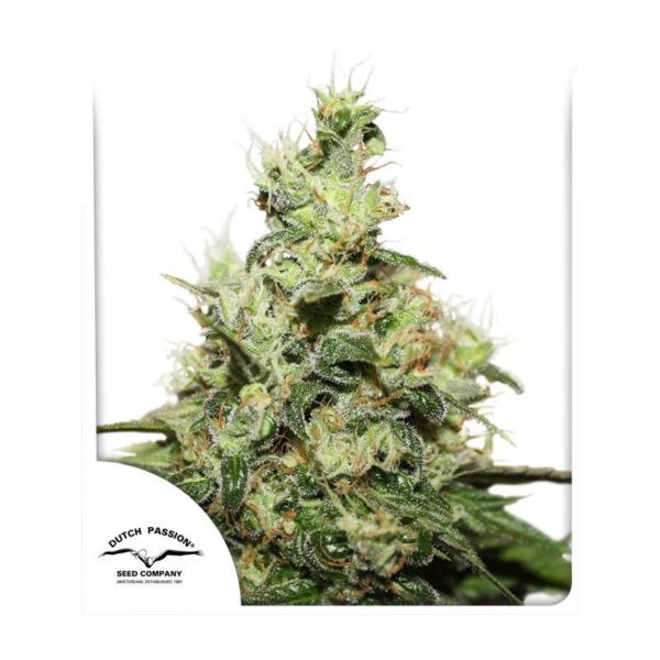 CBD Kush – Semi Stagionali