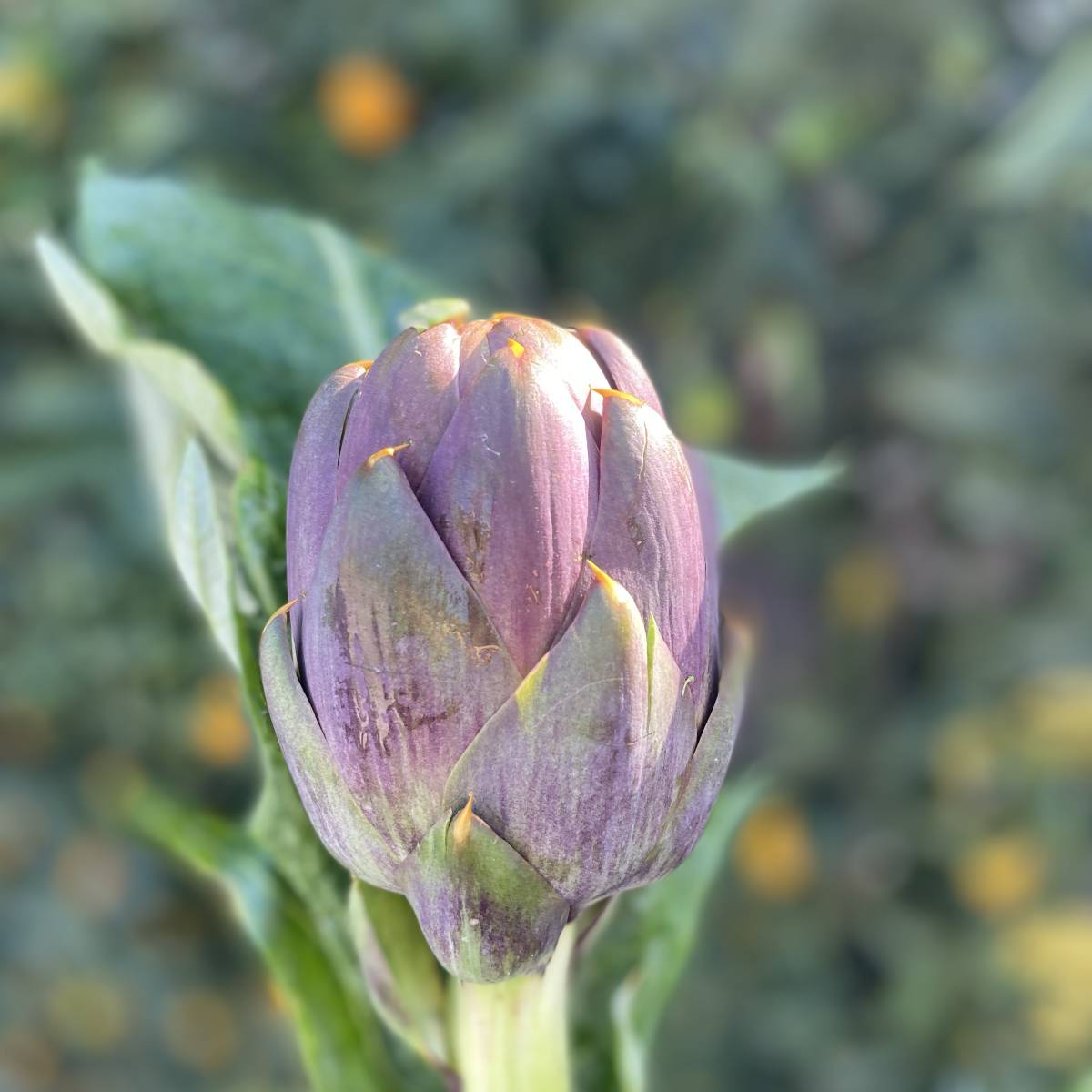 Carciofo spina coltivato in Sicilia