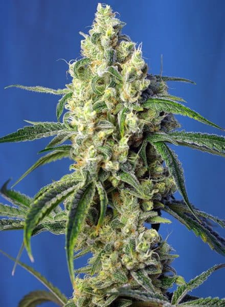 Green Poison CBD – Semi Stagionali