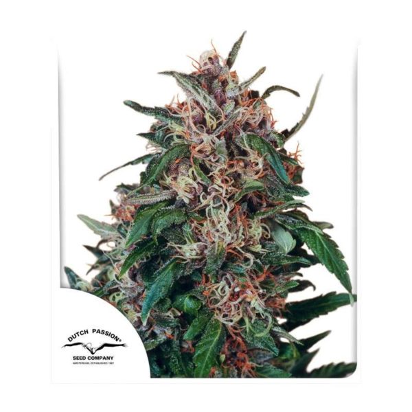 Hollands Hope – Semi Stagionali