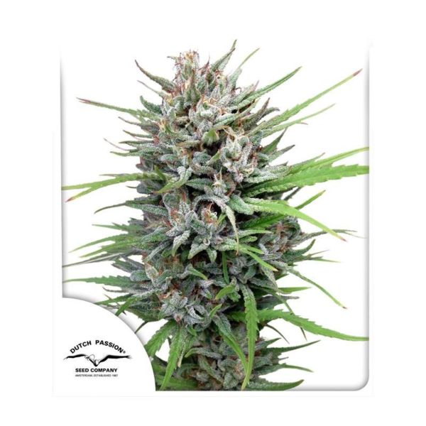 Passion #1 – Semi Stagionali