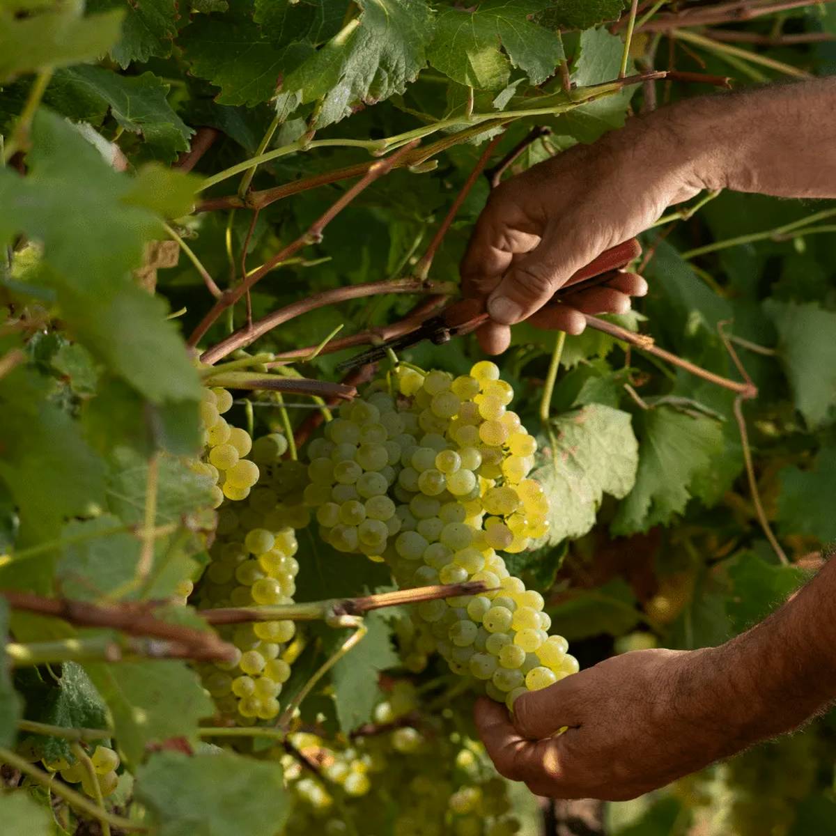 Verdicchio dei Castelli di Jesi Classico Superiore DOC – Il Filello - immagine 2