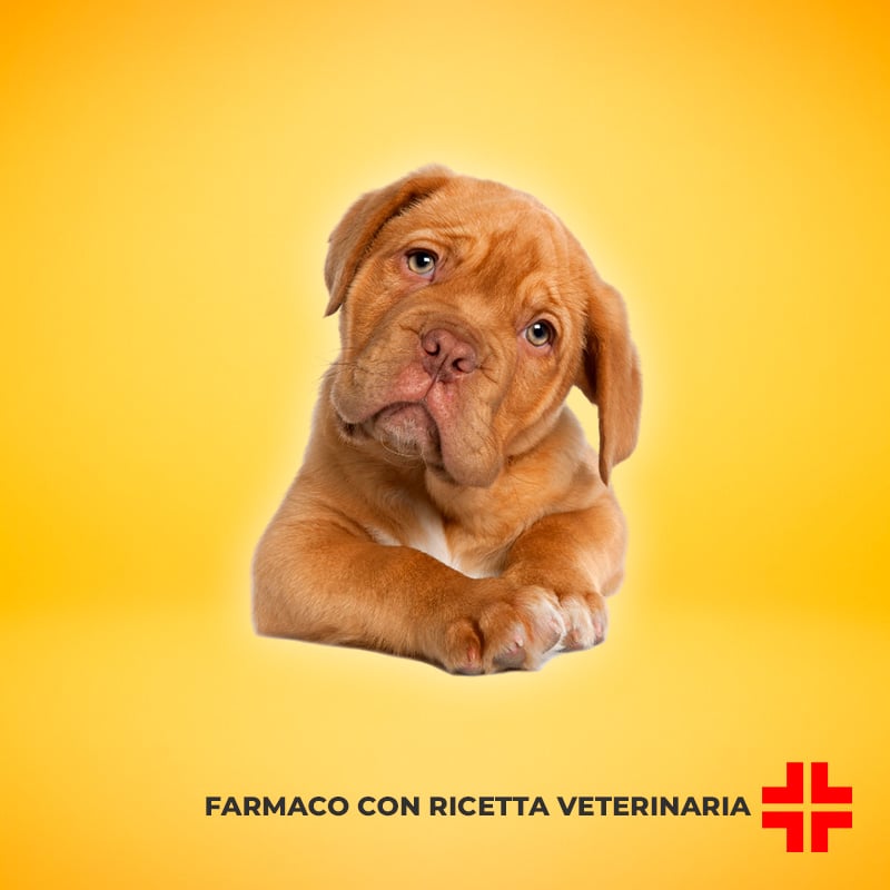 VETMEDIN CHEW 1,25 MG (50 cpr) – Per il supporto, il trattamento e la cura degli scompensi cardiaci nel cane